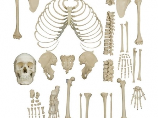 Disarticulated Skeleton