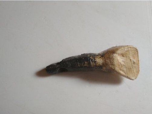 Sharp Elk tooth utility pendant