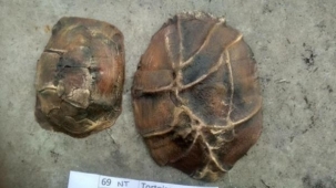 Tortoise core