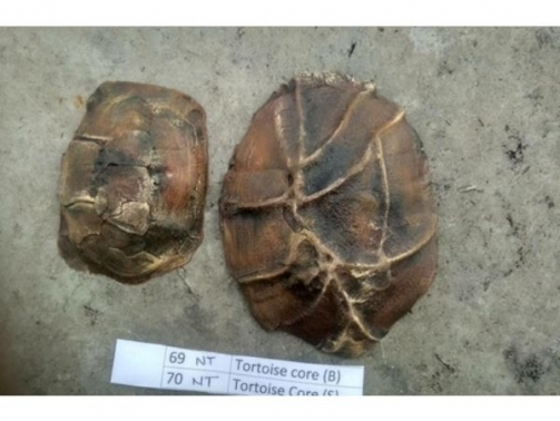 Tortoise core