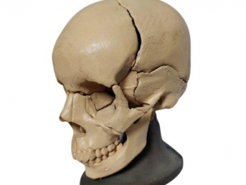 Articulated Fragmented Skull
