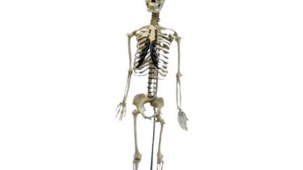 Articulated Skeleton