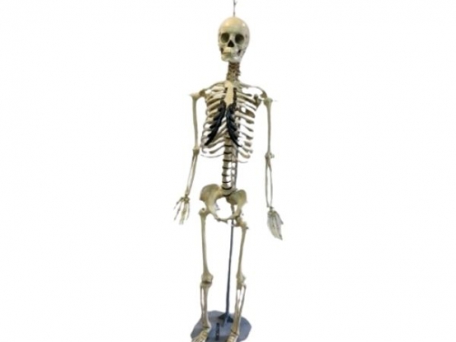 Articulated Skeleton