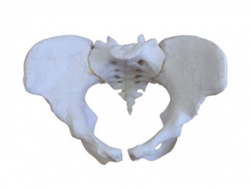 Human Female Pelvis