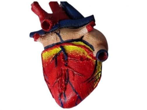 Heart