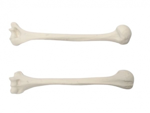 Humerus