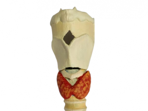 Larynx Model