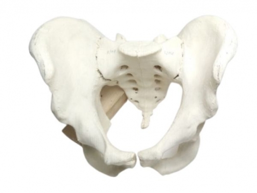 Pelvis