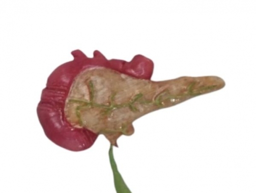 Pancreas