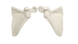 Human Scapula Bone