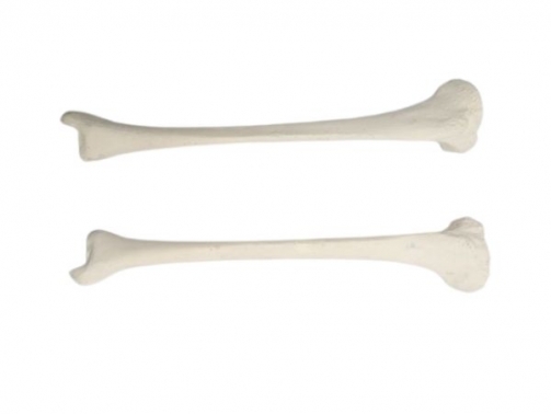 Human Tibia Bone