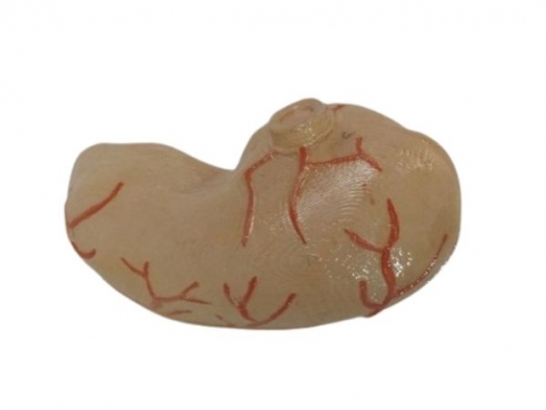 stomach