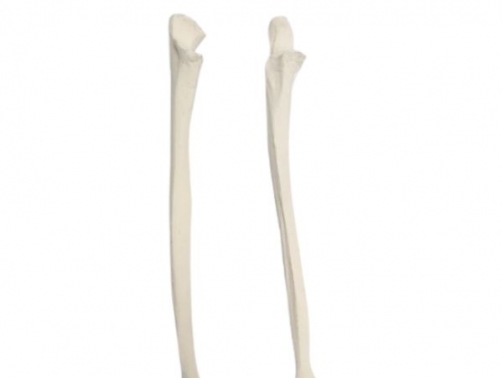 Human Ulna Bone