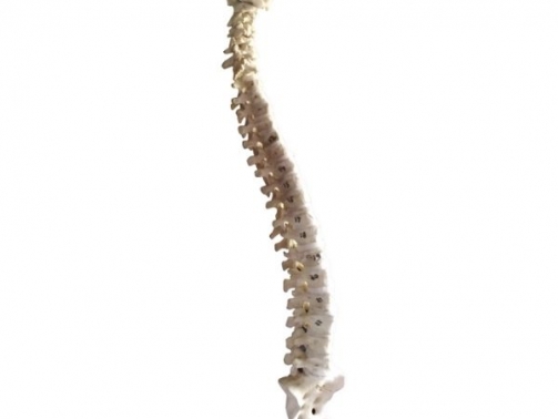 vertebral column