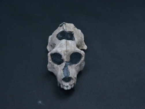 Aegyptopithecus