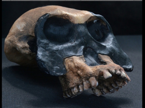 Australopithecus Garhi
