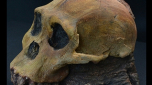Australopithecus Sediba