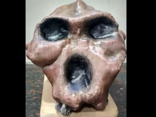 Paranthropus Robustus