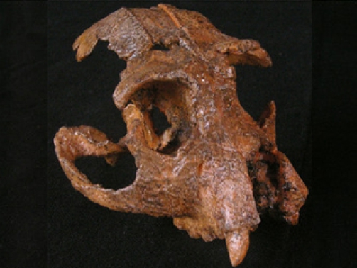 Turkanapithecus